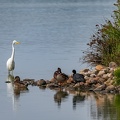 Aigrette et canards.jpg