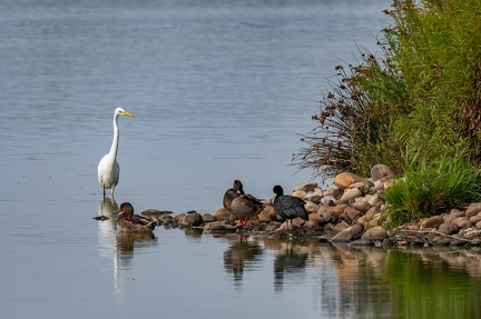 Aigrette et canards