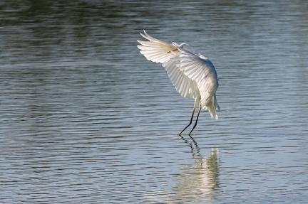 Aigrette étang de Birieu