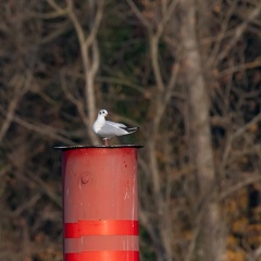 Mouette en observation au dessus de la Saône