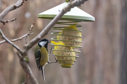 Mésange à l'heure de la collation