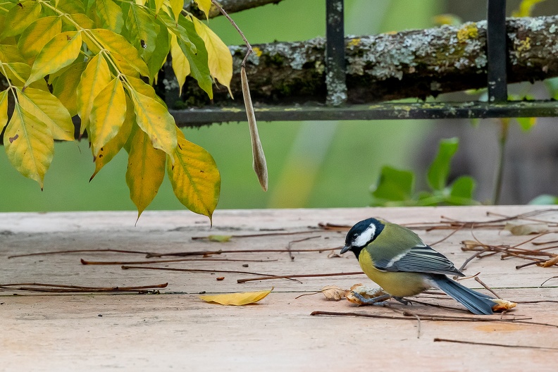 Mésange terrasse HQ.jpg