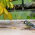 Mésange terrasse HQ.jpg