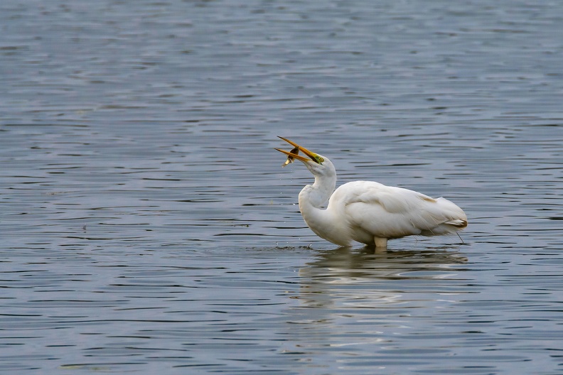 Aigrette HQ.jpg