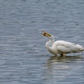 Aigrette HQ.jpg