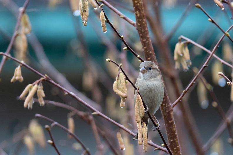 Moineau HQ.jpg