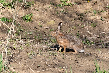 Lièvre en bord de Saône