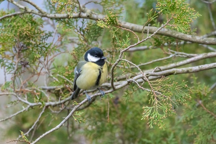 Mésange charbonnière