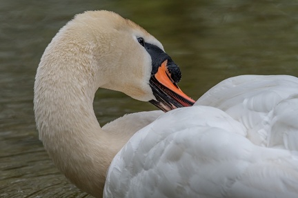La toilette du cygne