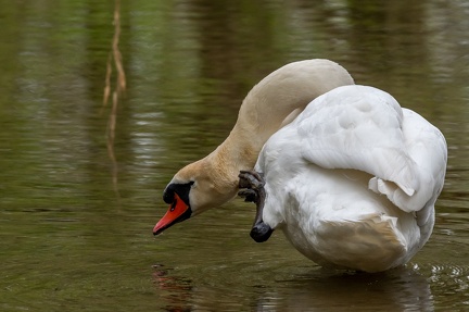 La toilette du cygne
