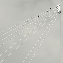 NB carré56