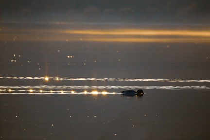 Colvert au levé de soleil