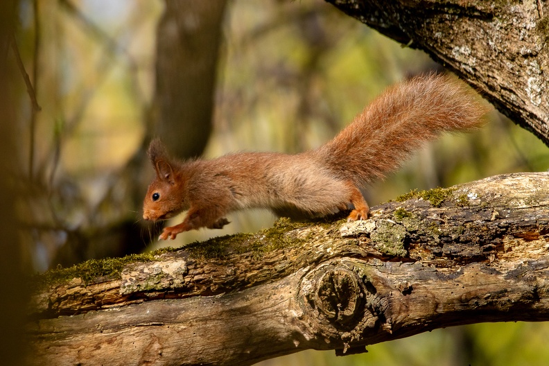 Petit curieux - 1474 - 6000 x 4000px.jpg