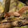 Petit curieux - 1474 - 6000 x 4000px.jpg