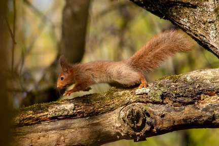 Petit curieux