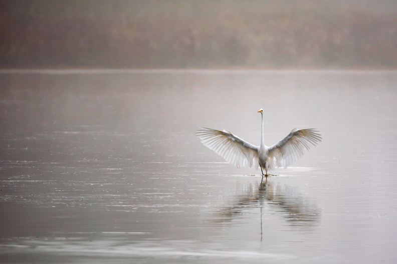 Sa majesté la grande aigrette - 2314 - 6720 x 4480px.jpg