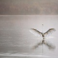 Sa majesté la grande aigrette - 2314 - 6720 x 4480px.jpg