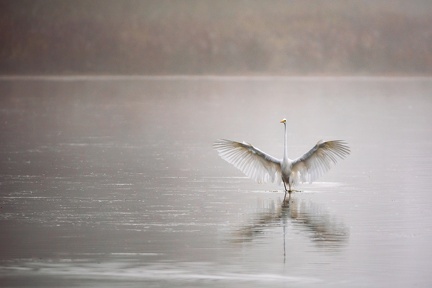 Sa majesté la grande aigrette