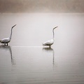 Duo d'aigrettes - 2319 - 6720 x 4480px.jpg