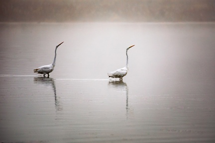 Duo d'aigrettes