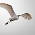 L'aigrette garzette - 2475 - 6720 x 4480px.jpg