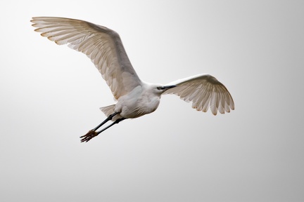 L'aigrette garzette