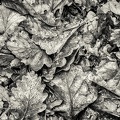 Expo Anse 2022 Feuilles mortes JPG 18.JPG