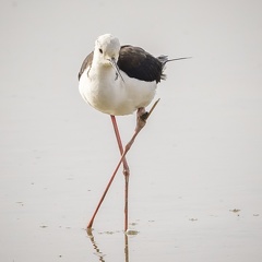 Echasse blanche handicapée 4