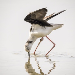 Echasse blanche handicapée 5