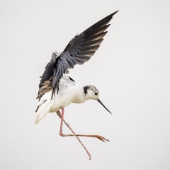 Echasse blanche handicapée 7