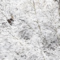 Chamois-01.JPG