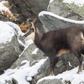 Chamois-02.JPG