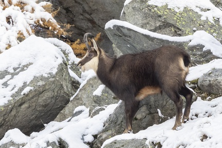 Chamois-02