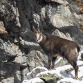 Chamois-03.JPG