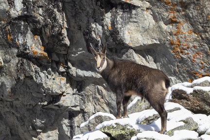 Chamois-03