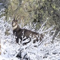 Chamois-05.JPG