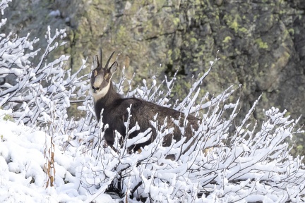 Chamois-05