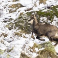 Chamois-06.JPG