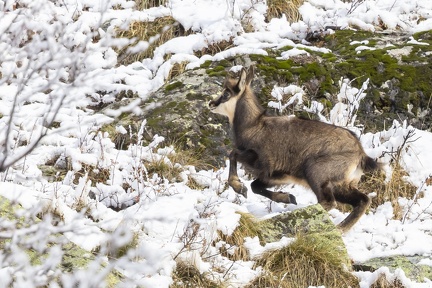 Chamois-06