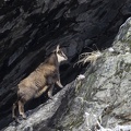 Chamois-07.JPG
