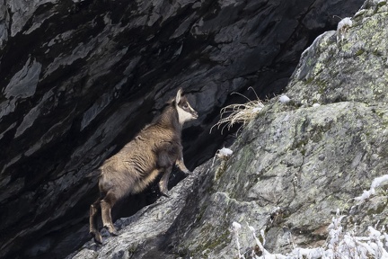 Chamois-07