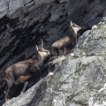 Chamois-08.JPG