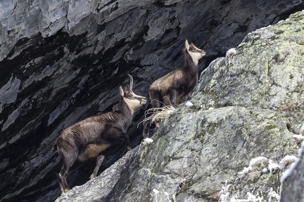 Chamois-08