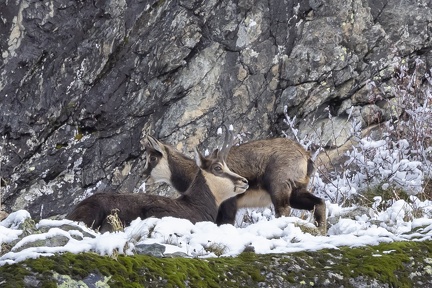Chamois-09