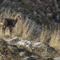 Chamois-10.JPG