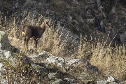 Chamois-10