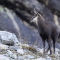 Chamois-11.JPG