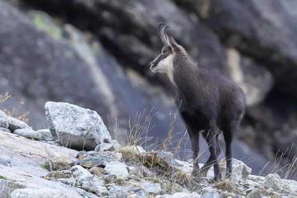 Chamois-11