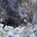 Chamois-12.JPG