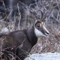 Chamois-13.JPG